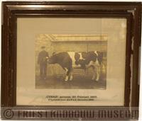 03-036.jpg; FLM-03-036; Ingelijste foto van fokstier Cesar gebruikt ter promotiemateriaal voor de handel van vee; foto