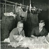 09-00530.jpg; FLM-09-00530; Foto in zwart-wit van drie mannen die schapenvachten in zakken doen door S. Andringa, 1960; foto