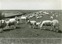 09-00539.jpg; FLM-09-00539; Foto in zwart-wit van schapen en lammeren op een dijk door S. Andringa, 1960; foto