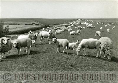 09-00539.jpg; FLM-09-00539; Foto in zwart-wit van schapen en lammeren op een dijk door S. Andringa, 1960; foto